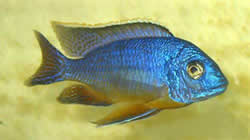 Protomelas Steveni Imperial han